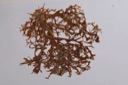 1432 Lobaria squarrosa-Ramalina farinacea - 1